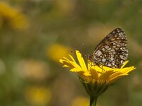 Melitaea aurelia, Nickerls Fritillary